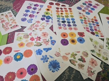 Multimedia(25)